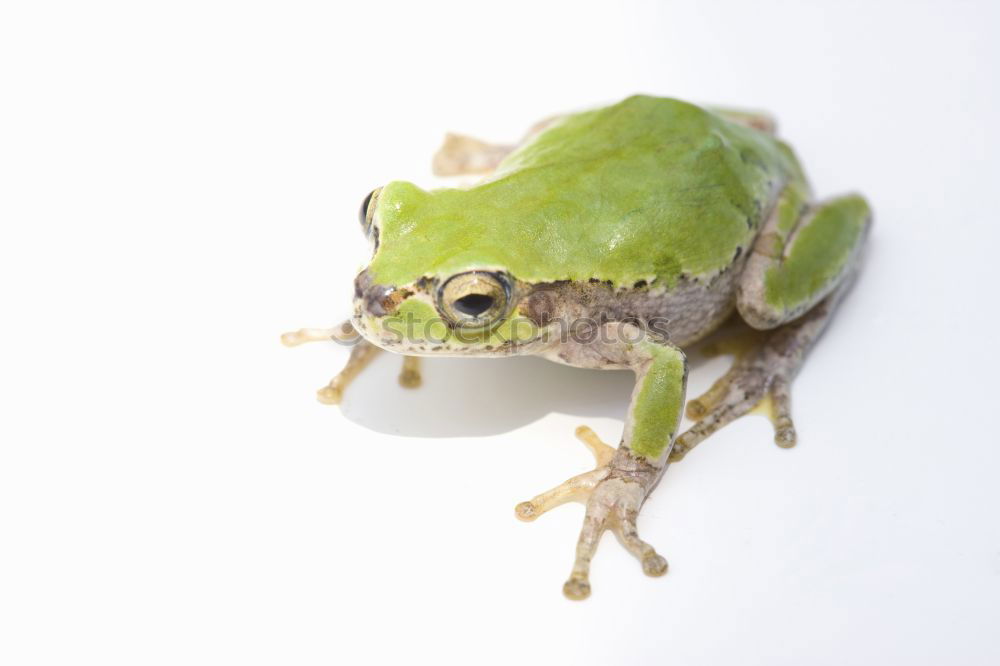 Similar – Image, Stock Photo green tree frog climbing on wooden plank