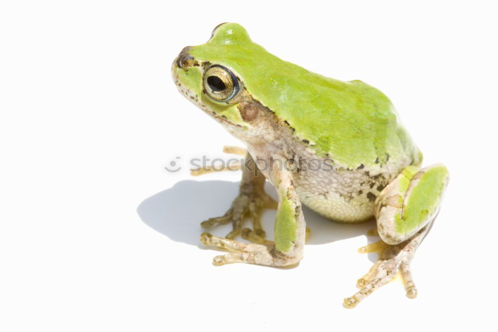 Similar – Crazy frog Nature Animal