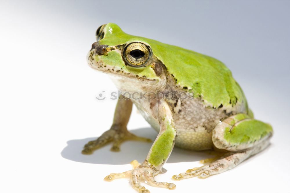 Similar – Image, Stock Photo frog Green Red Frog Sit