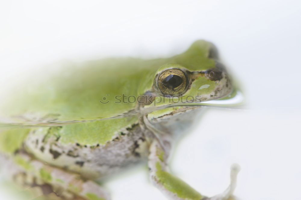 Similar – Hyla arborea Nature Animal