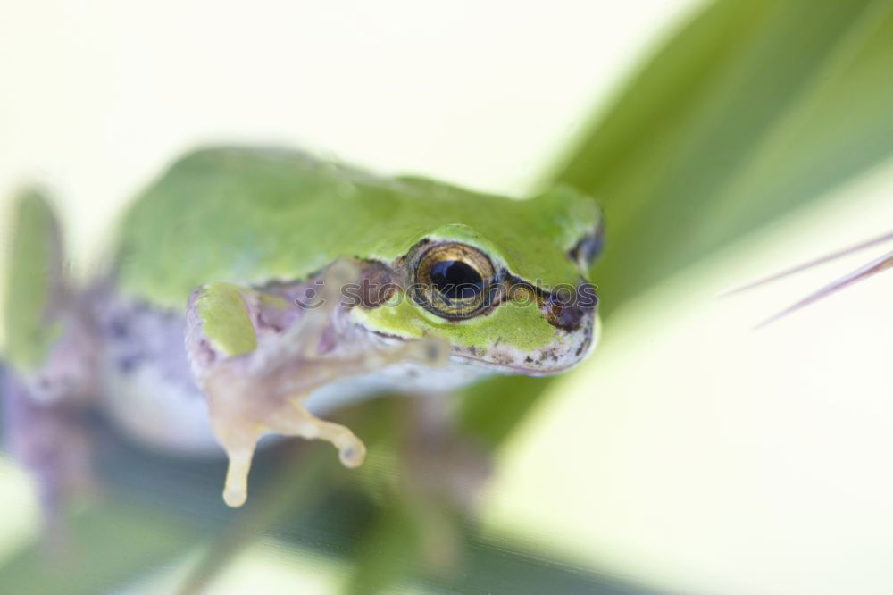 Similar – Image, Stock Photo Frog look, portrait