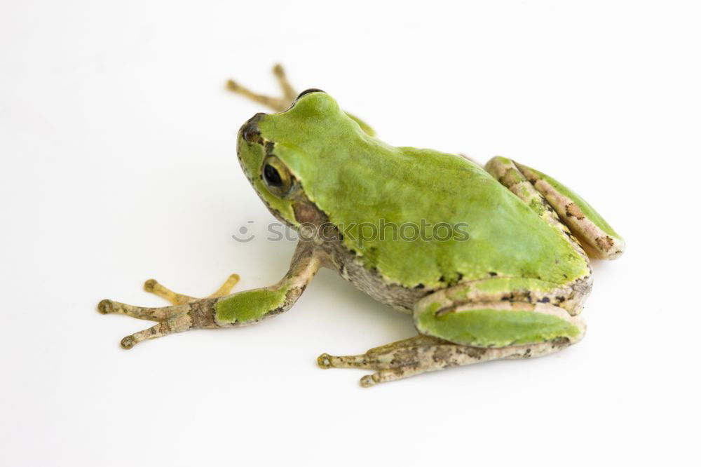 Similar – Image, Stock Photo green tree frog climbing on wooden plank