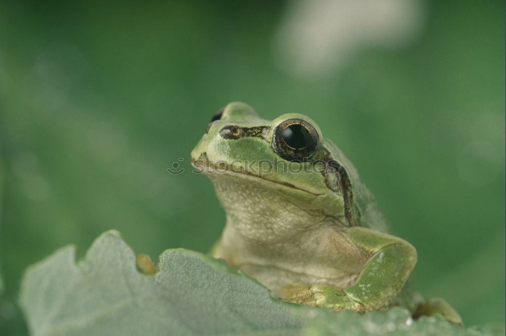 Similar – cute tree frog climbing on twig