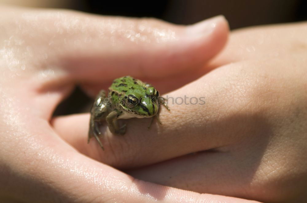 Similar – Young water frog sitting on hand