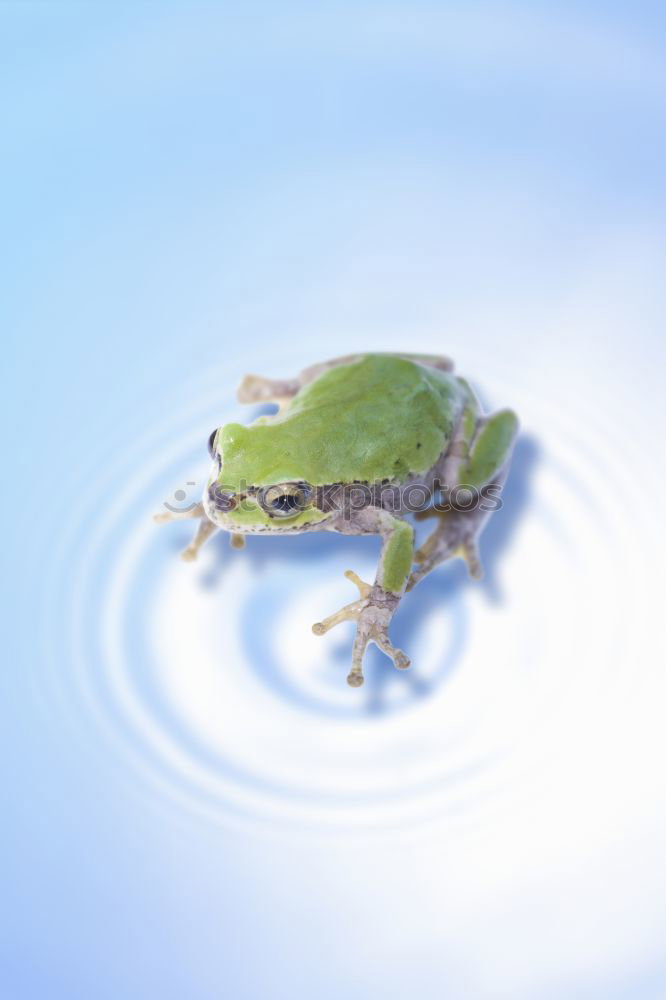 Similar – Image, Stock Photo Unkissed Nature Animal