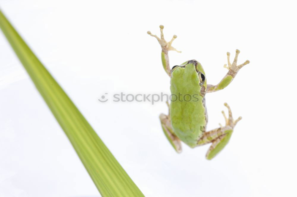 Similar – Hyla arborea Nature Animal