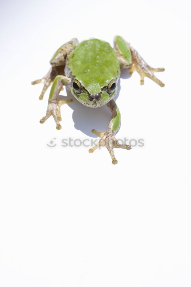 Similar – Image, Stock Photo toad thigh Animal Wood