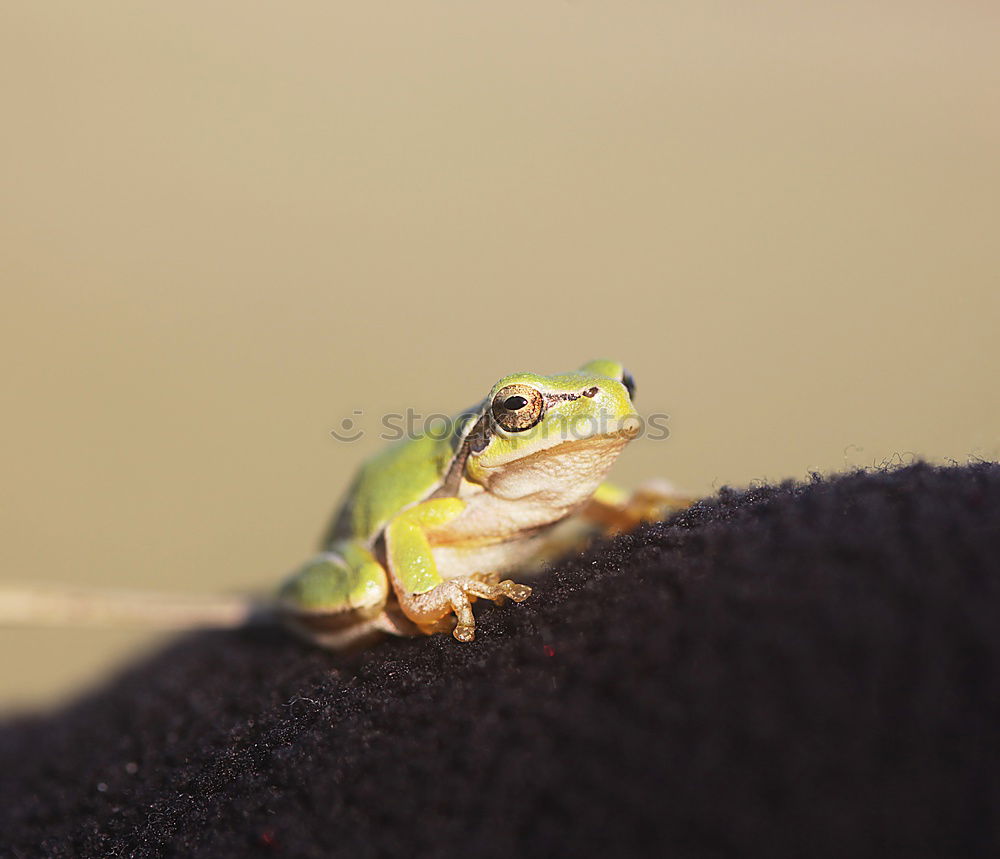 Similar – portrait of marsh frog