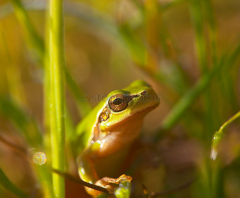 Similar – Image, Stock Photo brown frog Autumn Brook