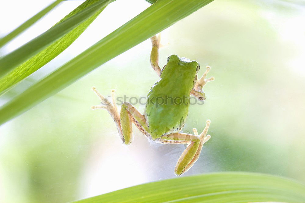 Similar – Image, Stock Photo excess width Nature Plant