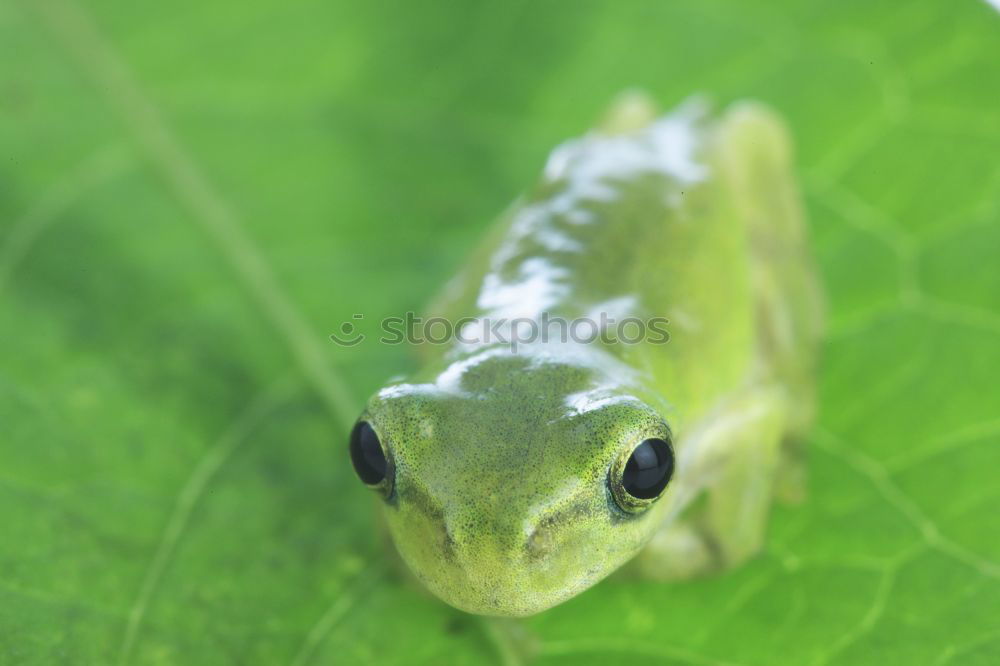 Similar – Image, Stock Photo Forest dwellers. Green