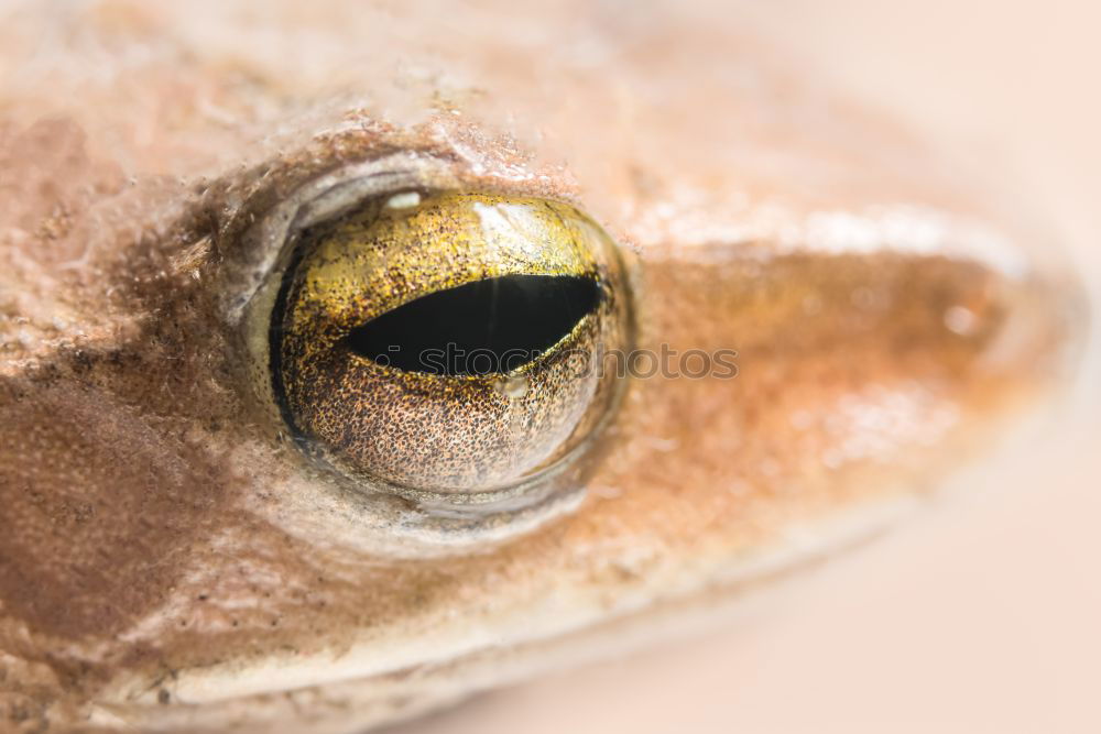 Similar – portrait of cute garlic toad