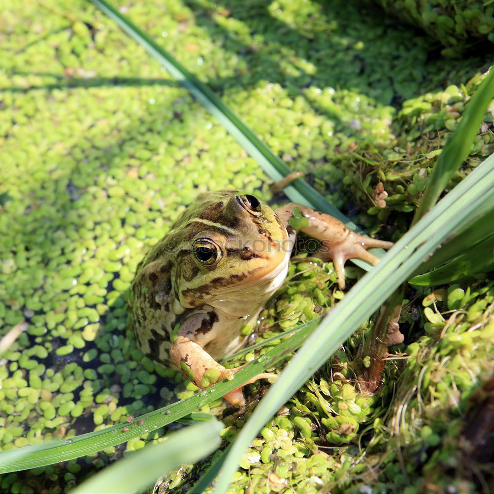 Similar – Grasfrosch : Der wahre König schaut ins Land