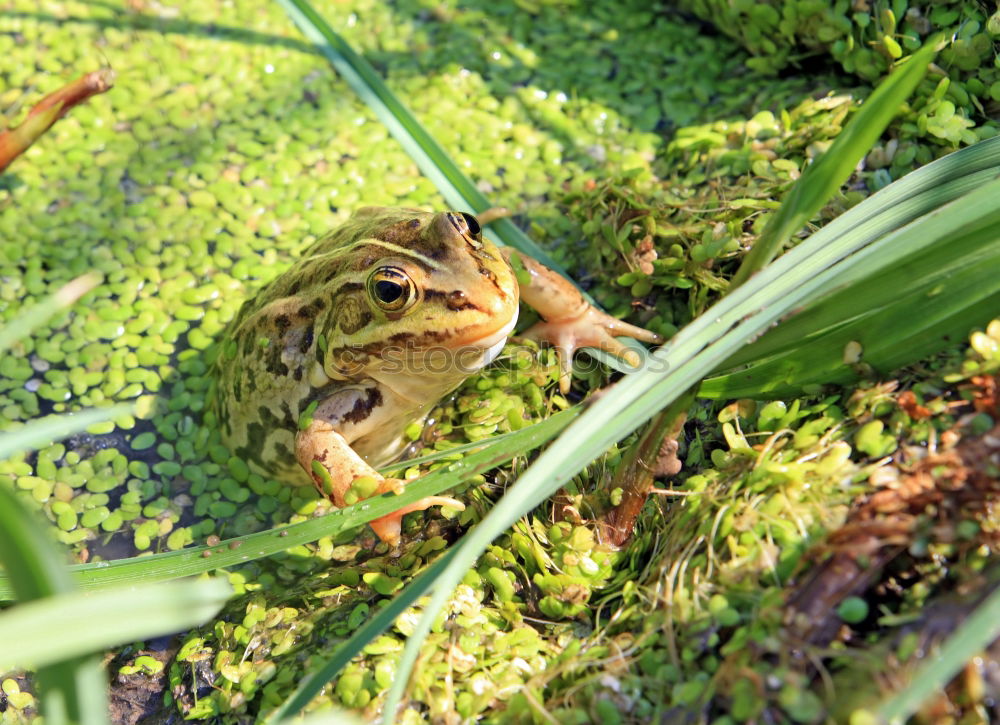 Similar – Grasfrosch : Der wahre König schaut ins Land