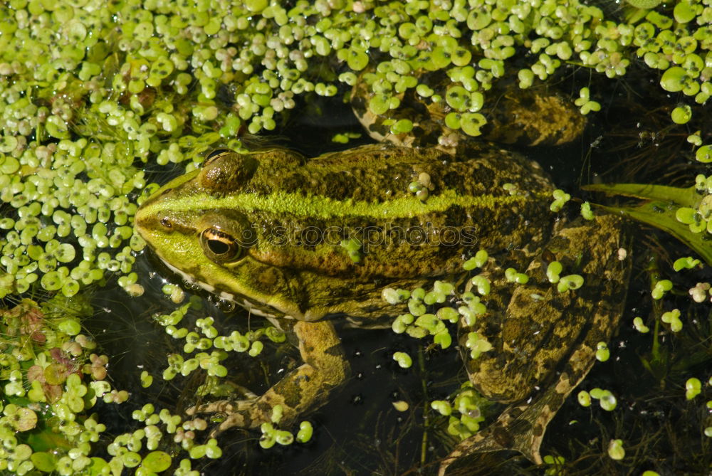 Similar – Quack! Lake Pond