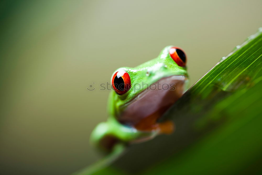 Similar – cute tree frog climbing on twig