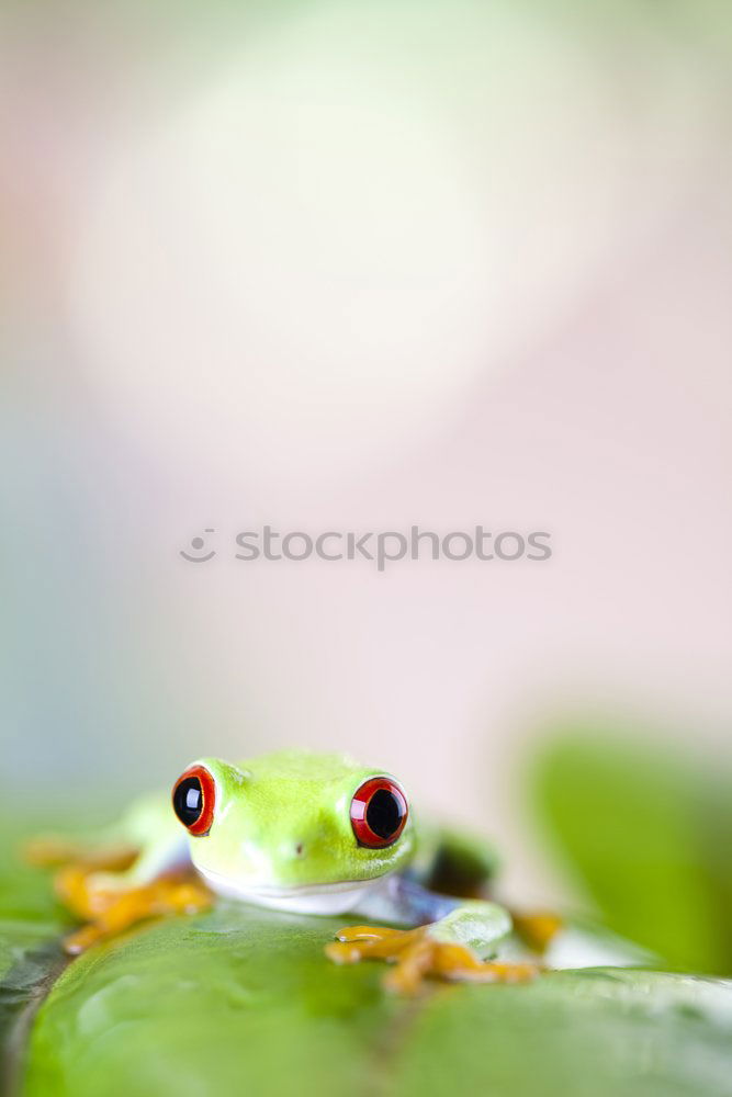 Similar – close up of cute Hyla arborea