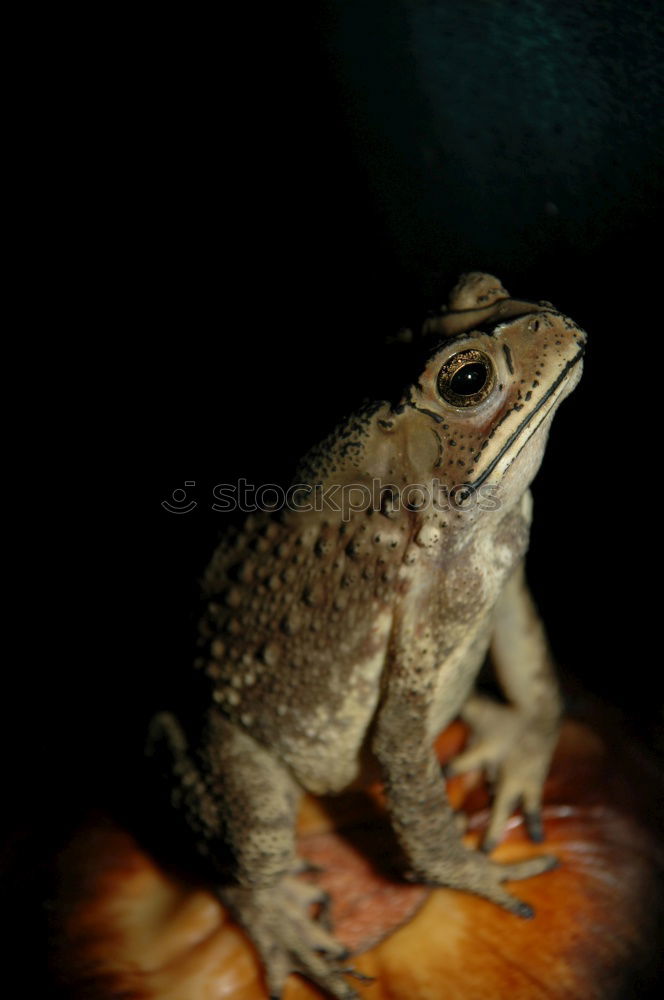 Similar – Cubalaub frog, Osteopilus, septentrionalis,