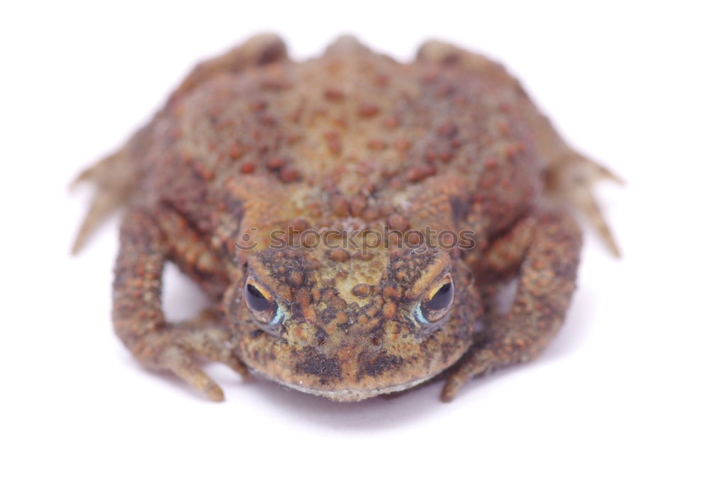 Similar – portrait of cute garlic toad