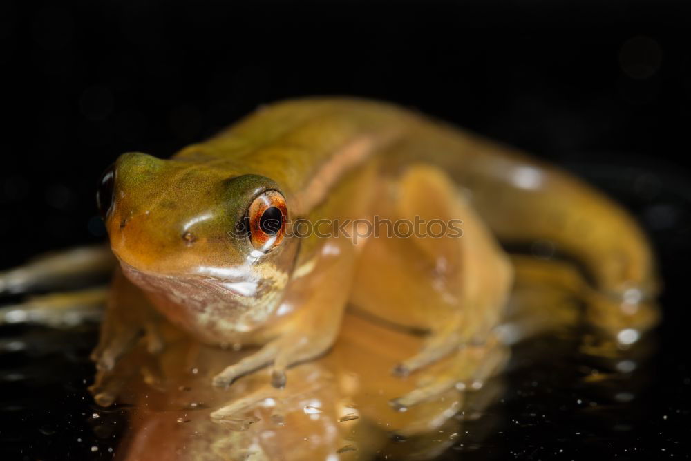 Similar – Image, Stock Photo Frog in pink Animal 1