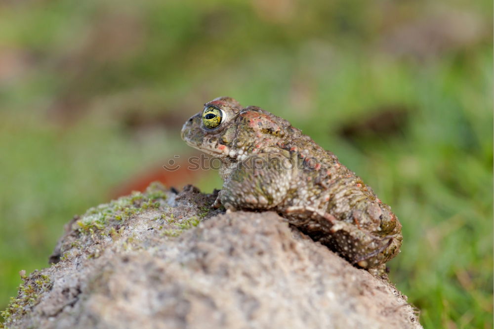 Similar – european common frog closeup