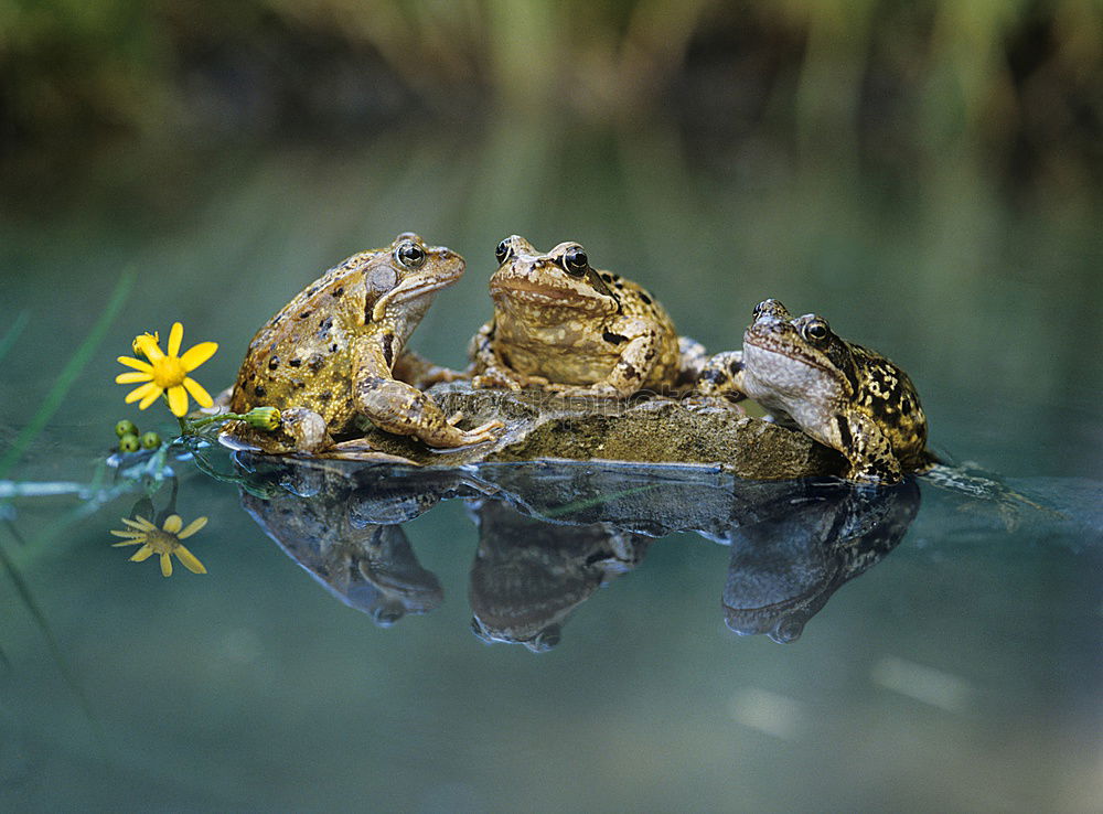 Stalk the frog Garden