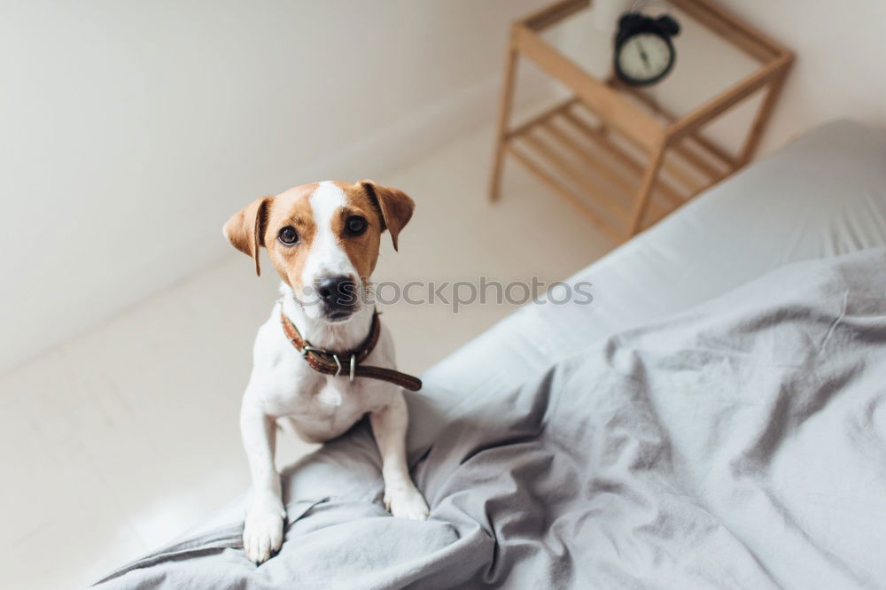 Similar – cute small dog lying on bed. Pets indoors. Relax concept