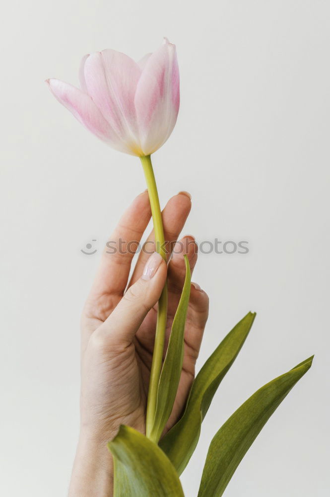 Similar – Image, Stock Photo Female hand holds flowers