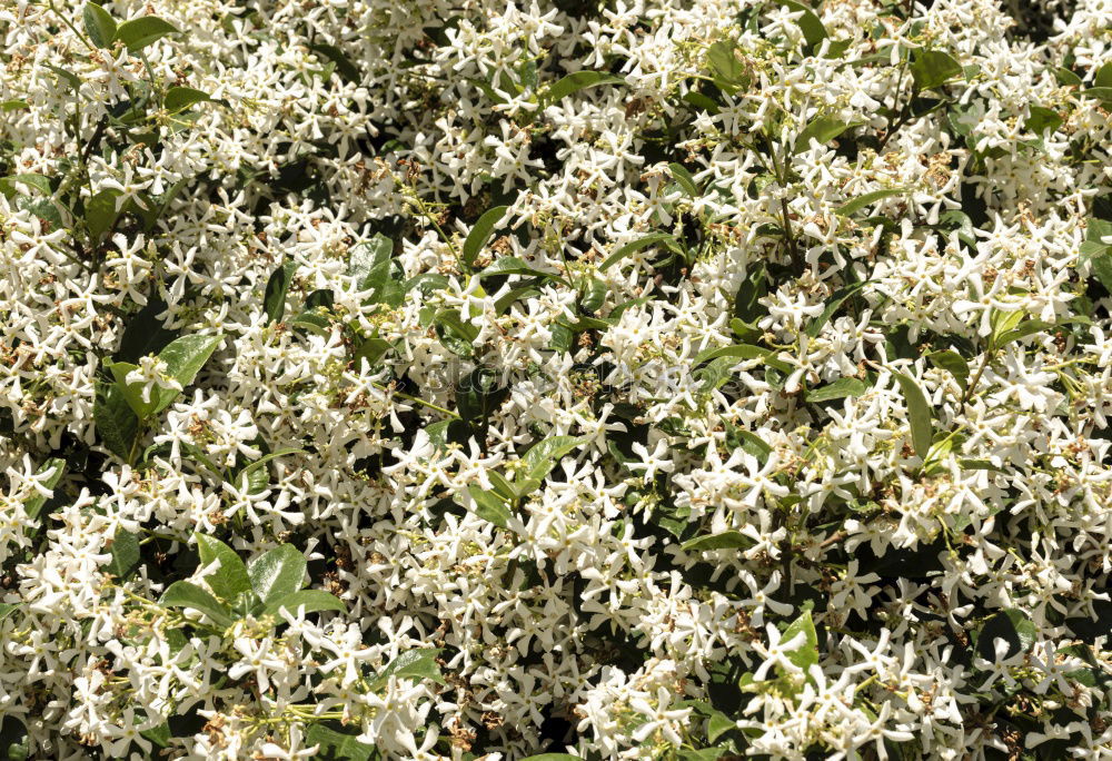 Similar – Image, Stock Photo ice flowers Nature Plant