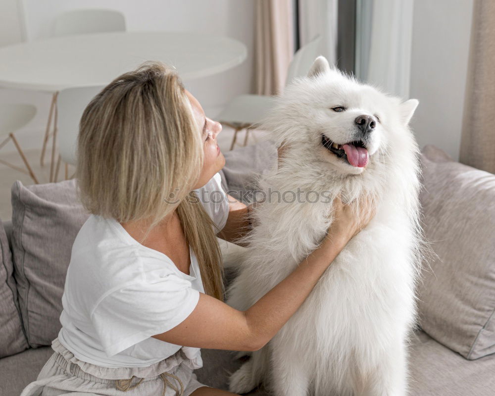 Similar – a dog and its due play on a sofa with a strong rope