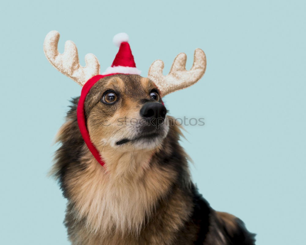 Dog with antlers at Christmas time