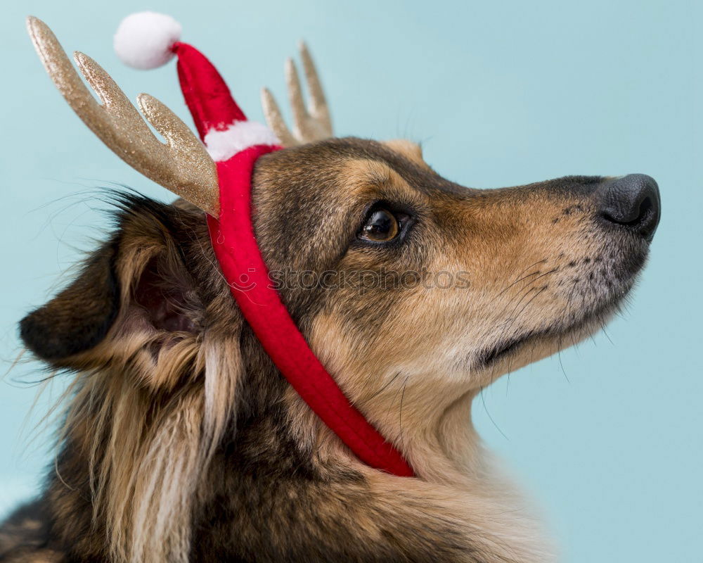 Similar – Dog with antlers at Christmas time