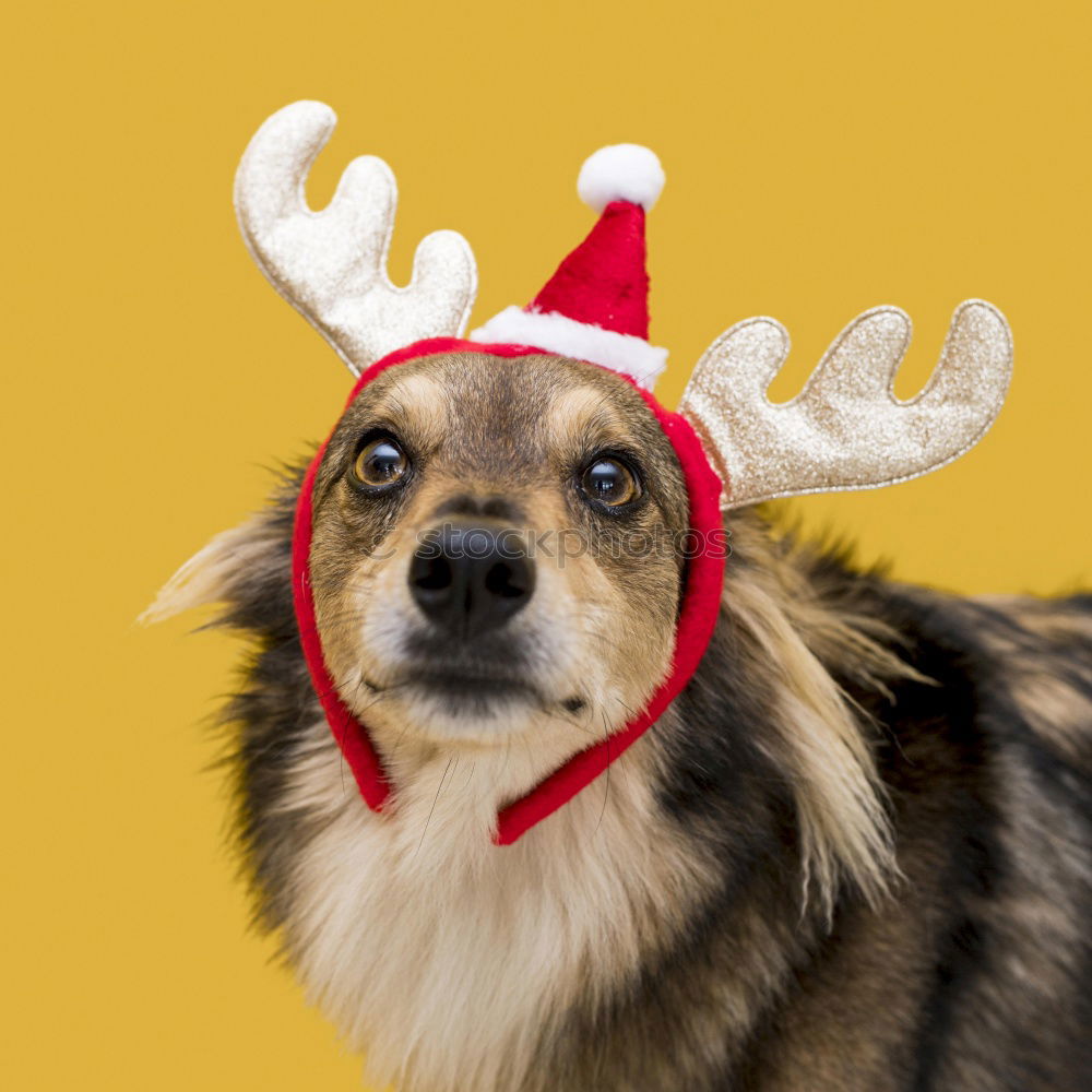 Similar – Dog with antlers at Christmas time