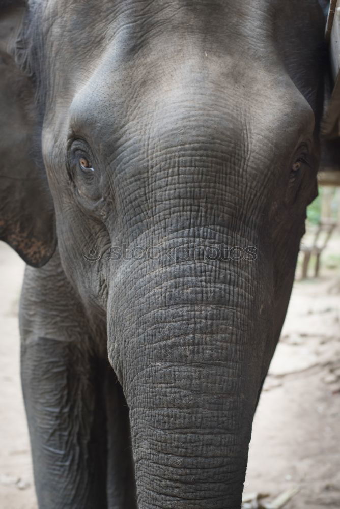 Similar – Image, Stock Photo pachyderms Elephant