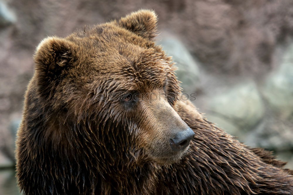 Similar – Image, Stock Photo Brown Bear (Ursus Arctos) Portrait