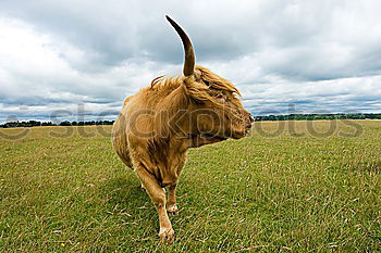 Similar – Cow goes shopping Middle