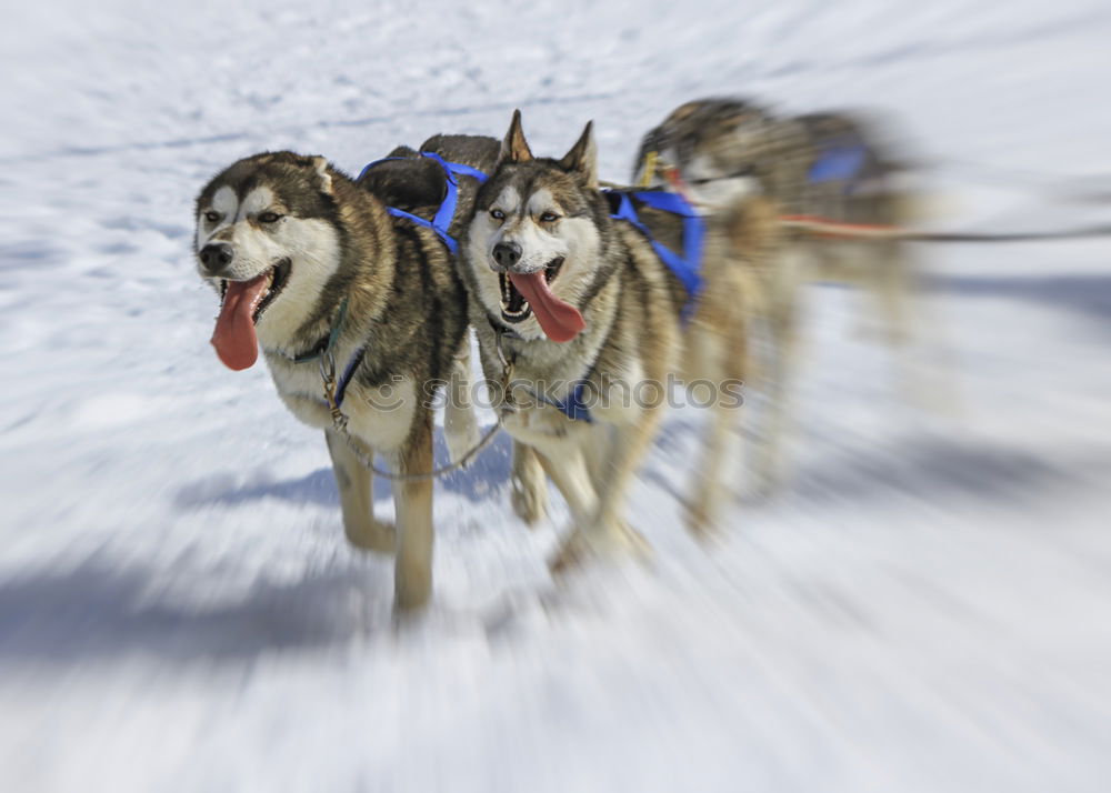 Similar – Husky team at full speed