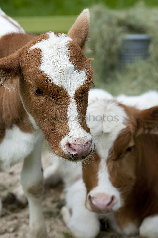 Similar – Calf with cow Farm animal