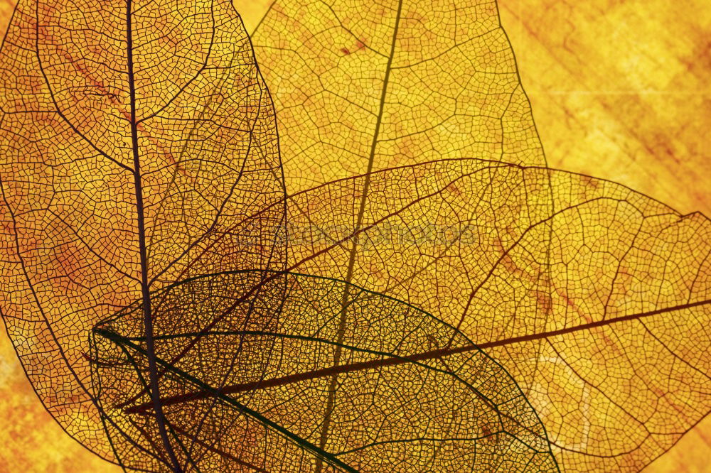 Similar – Image, Stock Photo Close-up of an autumnal yellow-brown coloured maple leaf on wood