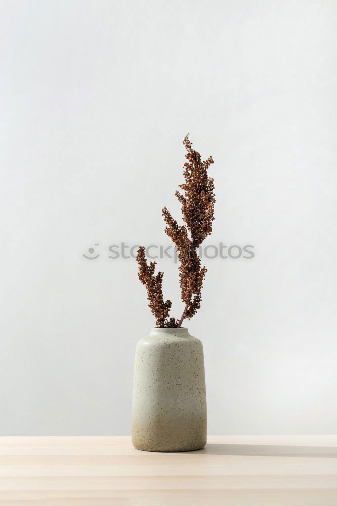 Similar – Image, Stock Photo vases with dry flowers