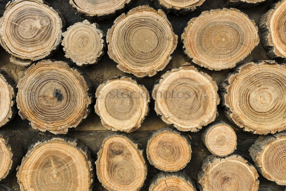 Similar – Foto Bild holzreich Baum Fichte