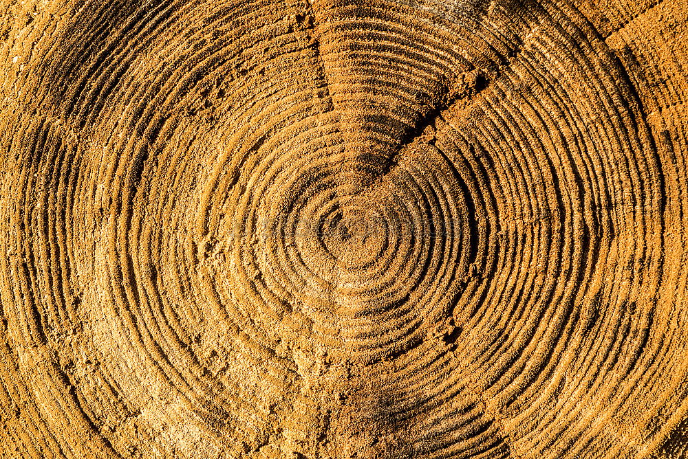 Wood texture with tree rings (growth rings)