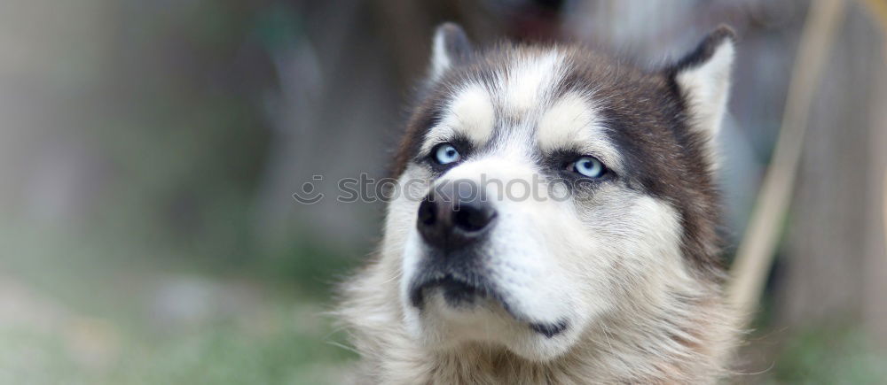 Similar – Image, Stock Photo Dog German Shepherd lying