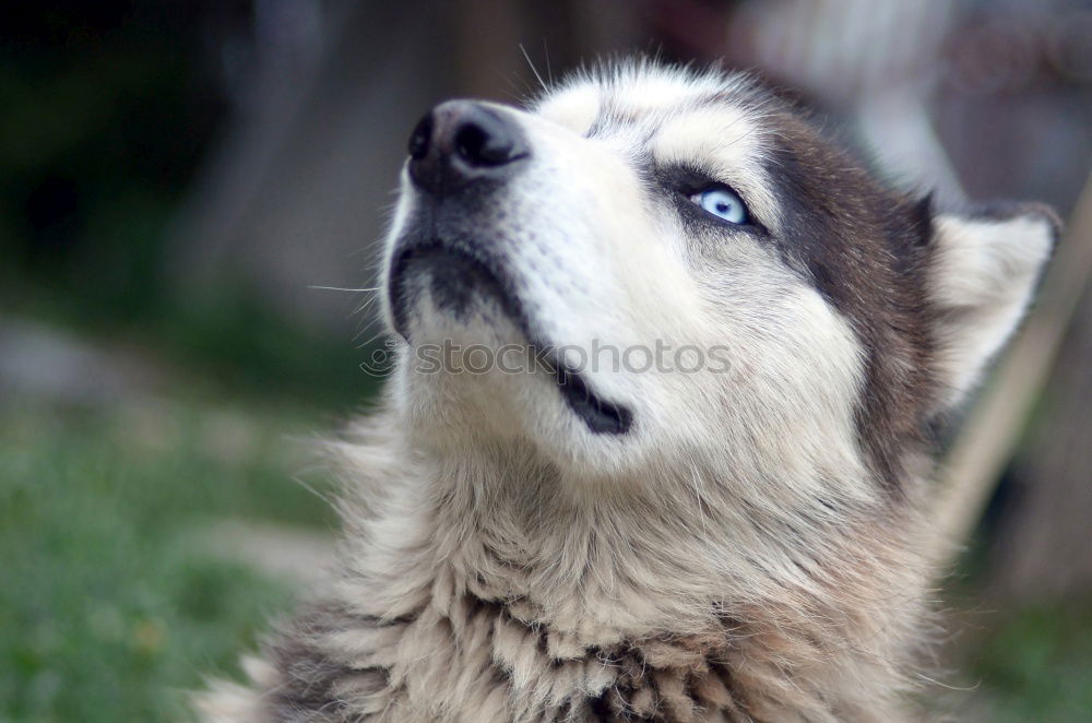 Similar – Image, Stock Photo All In Animal Dog 1 Old