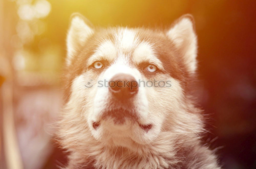 Similar – Image, Stock Photo close up view of a dog snout. brown fur. macro shot