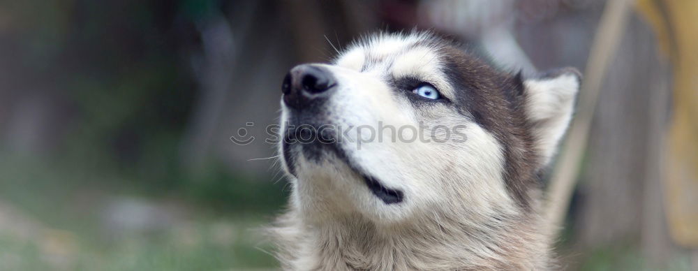 Similar – Image, Stock Photo Cord paw III Pet Cat