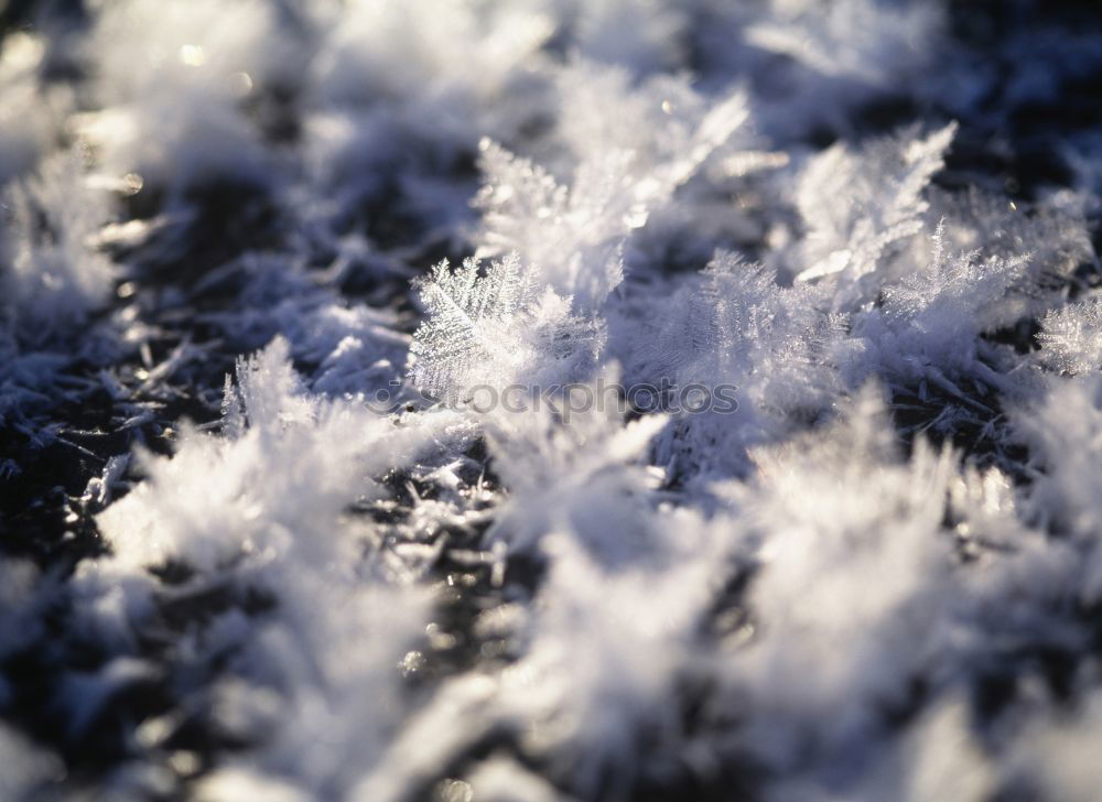 Similar – Winter ice crystals