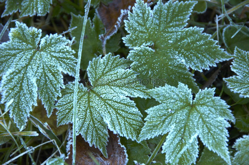 Similar – Image, Stock Photo Brrrr, it’s getting cold