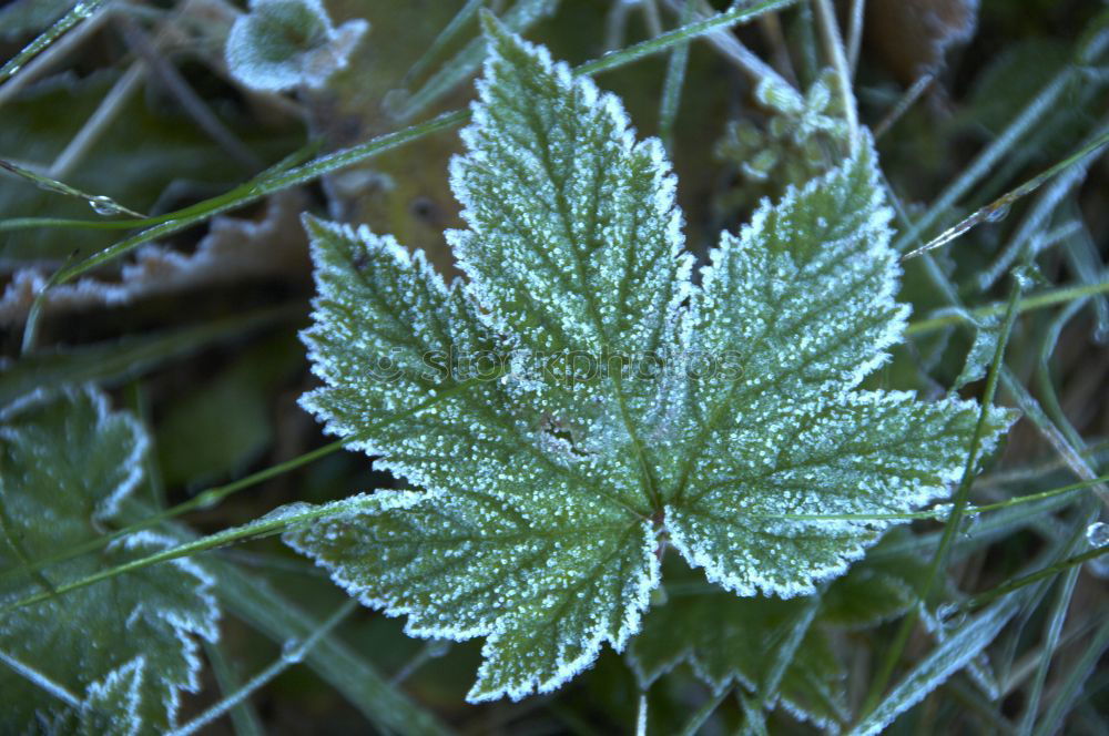 Similar – Image, Stock Photo Purple lime leaf on mossed lawn with hoarfrost