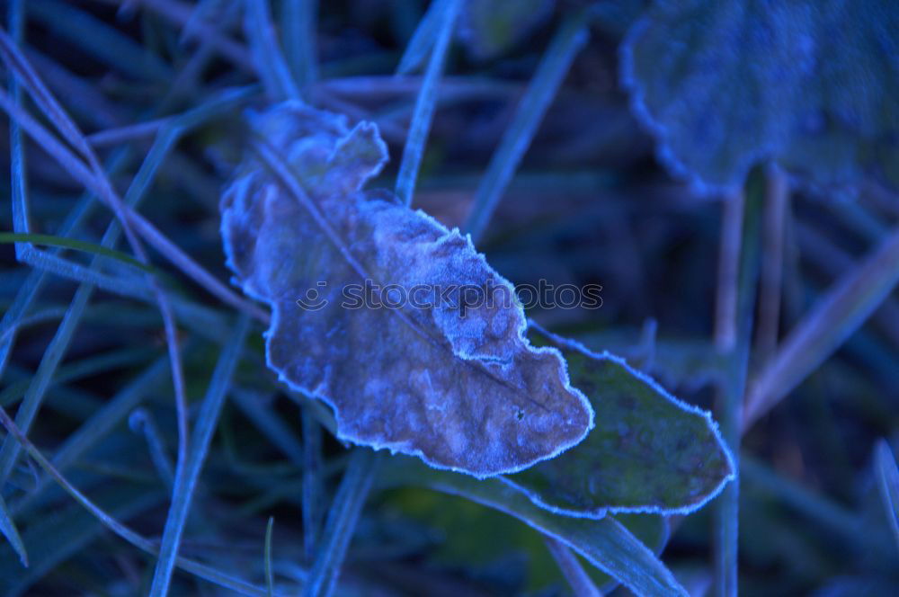 Similar – Ice cream and plants Plant